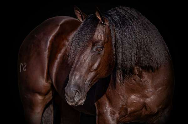 barrel-racing-quarter-horse