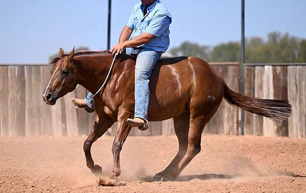 calf-roping-quarter-horse