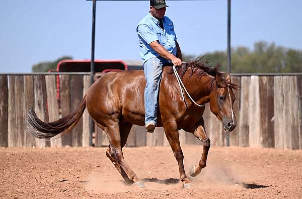 athletic-quarter-horse