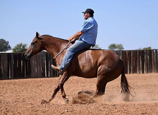 flashy-quarter-horse