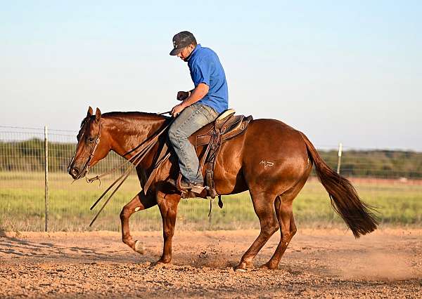 husband-safe-quarter-horse