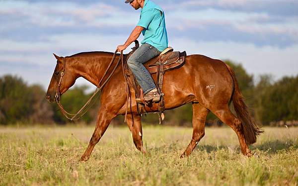 performance-quarter-horse