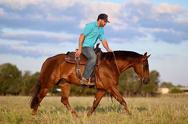 ranch-versatility-quarter-horse