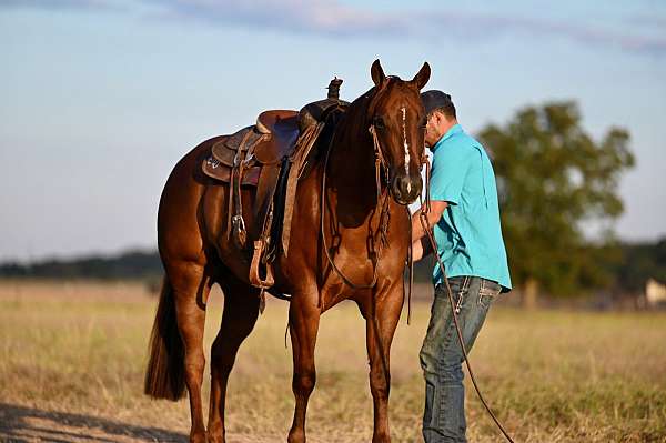 reining-quarter-horse