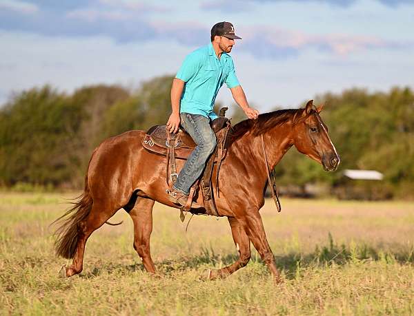 roping-quarter-horse