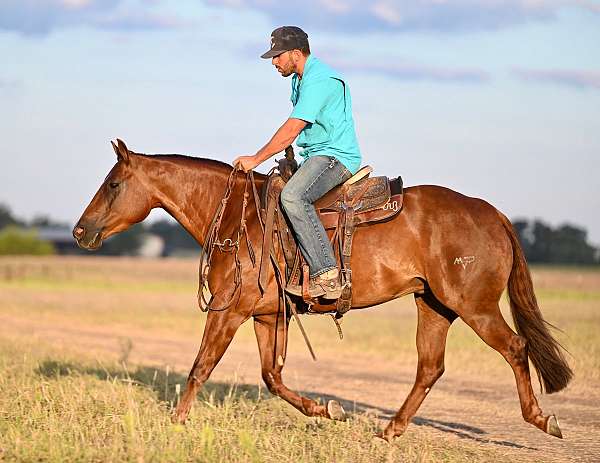 show-quarter-horse