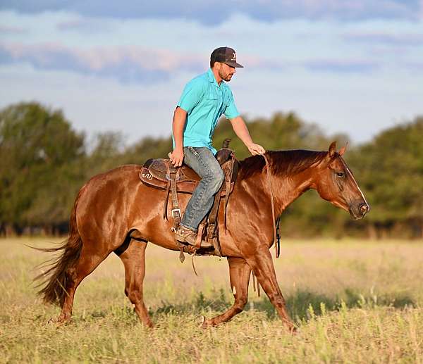 trail-riding-quarter-horse