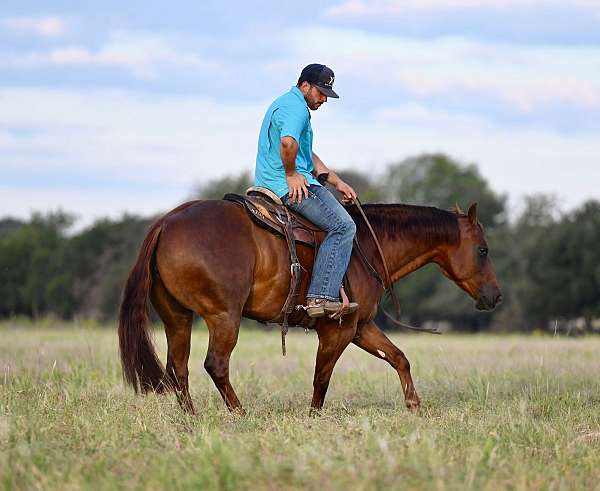 western-riding-quarter-horse