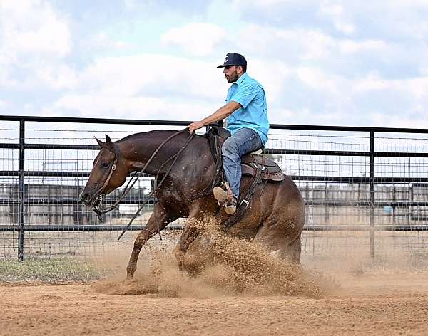 sorrel-quarter-horse-mare