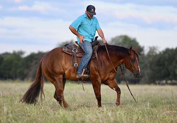 working-cattle-quarter-horse