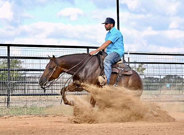 sorrel-all-around-horse