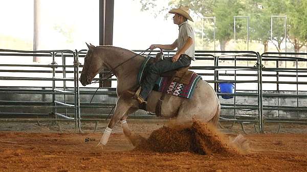 cowboy-mounted-shooting-quarter-horse