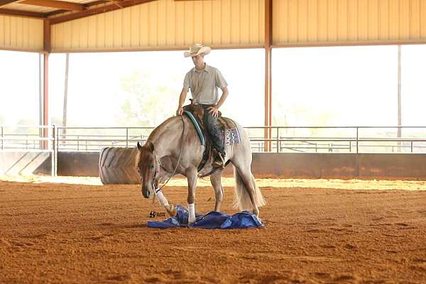 athletic-quarter-horse