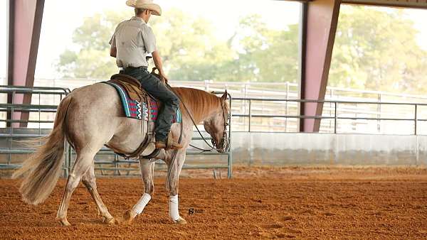 husband-safe-quarter-horse