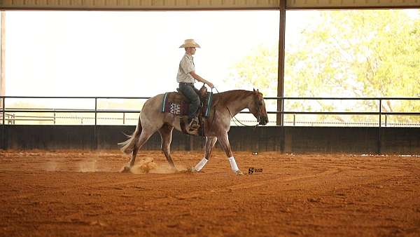 performance-quarter-horse