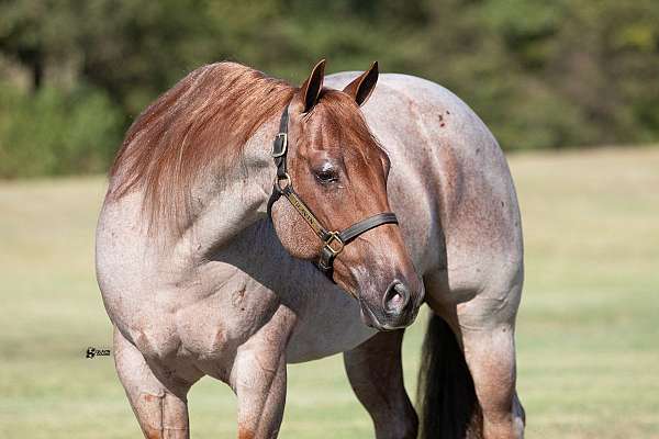 ranch-versatility-quarter-horse