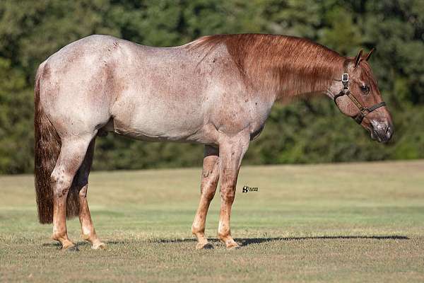 reining-quarter-horse