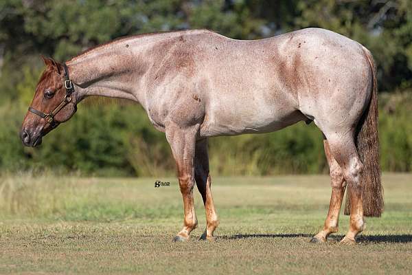 roping-quarter-horse