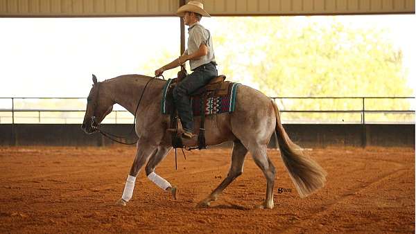 show-quarter-horse