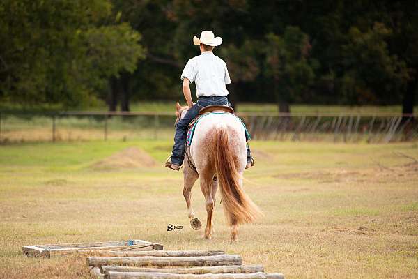 team-penning-quarter-horse