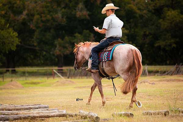 western-riding-quarter-horse