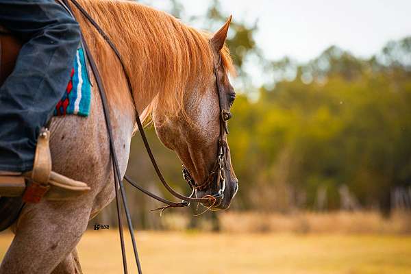 working-cow-quarter-horse