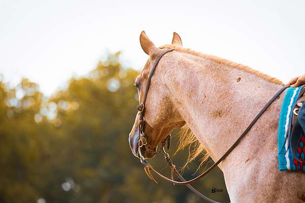 working-cattle-quarter-horse