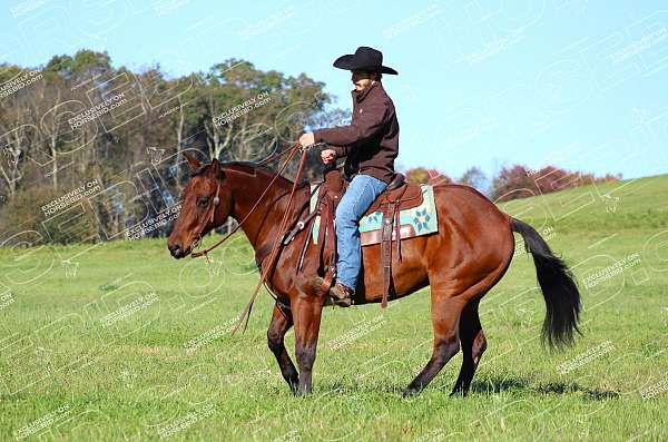 parade-quarter-horse