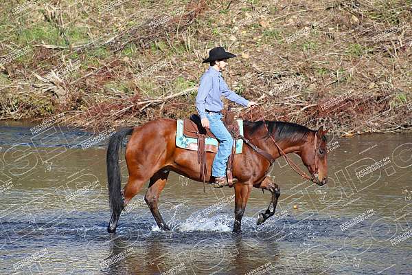 performance-quarter-horse