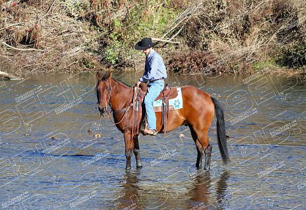 ranch-versatility-quarter-horse