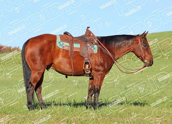 roping-quarter-horse