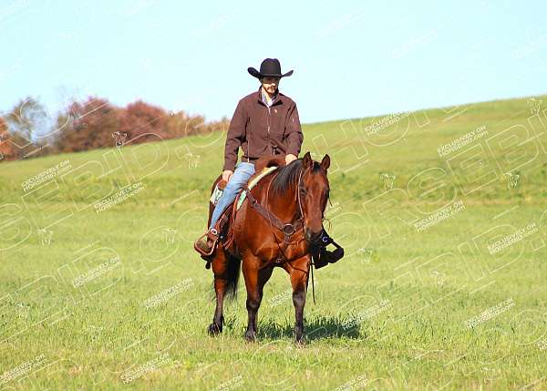 trail-riding-quarter-horse