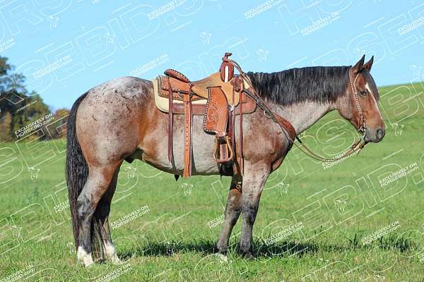 athletic-quarter-horse