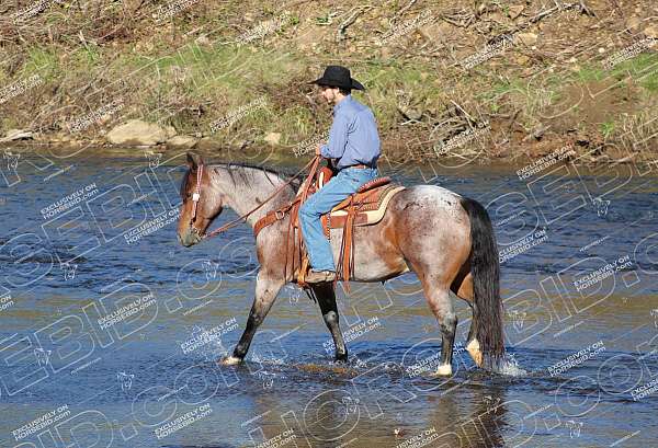 parade-quarter-horse