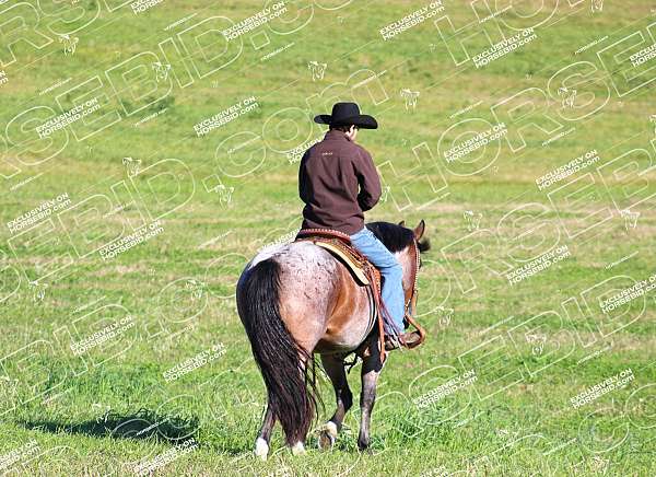 ranch-versatility-quarter-horse