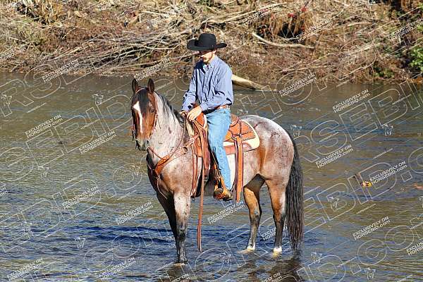 ridden-western-quarter-horse