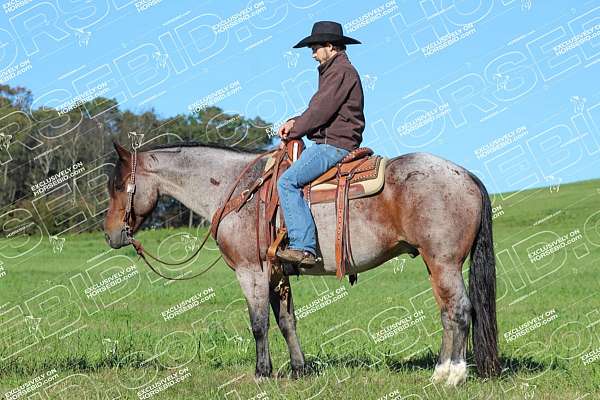 roping-quarter-horse