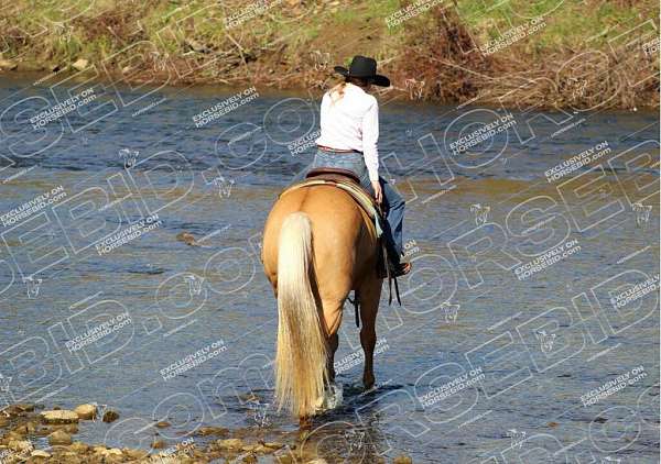 husband-safe-quarter-horse