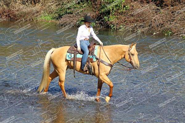 performance-quarter-horse