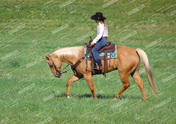 ranch-versatility-quarter-horse