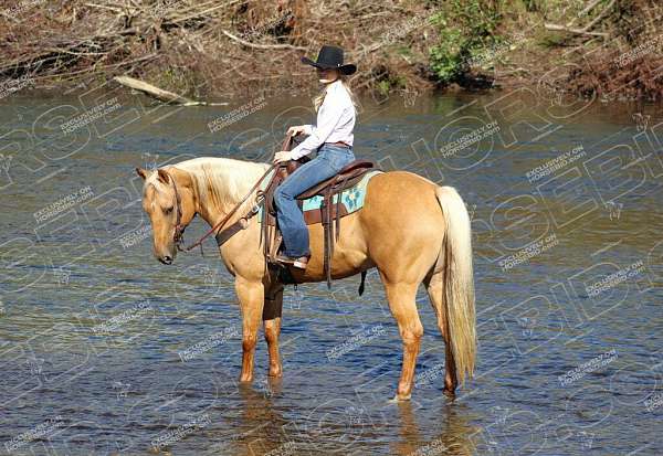 ridden-english-quarter-horse