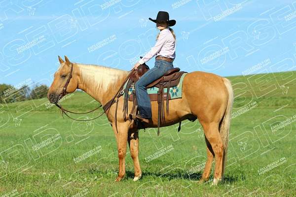 ridden-western-quarter-horse