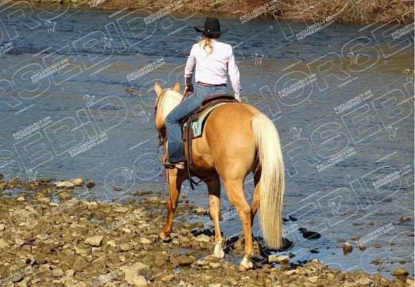 roping-quarter-horse