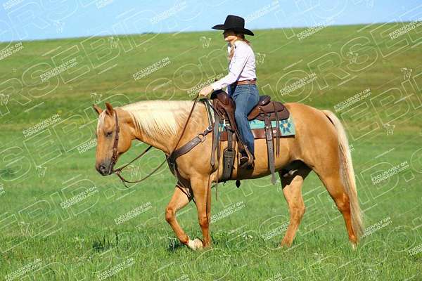 trail-riding-quarter-horse