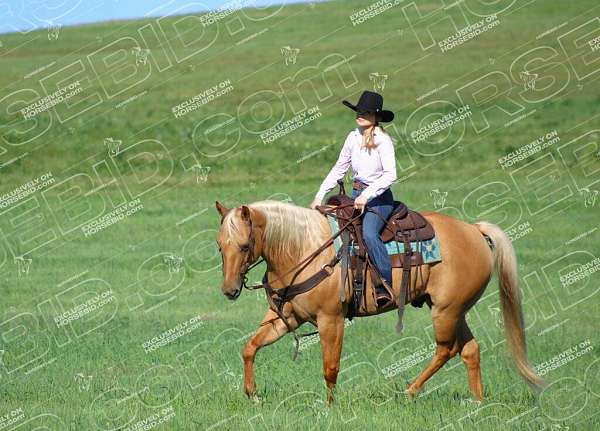 working-cattle-quarter-horse