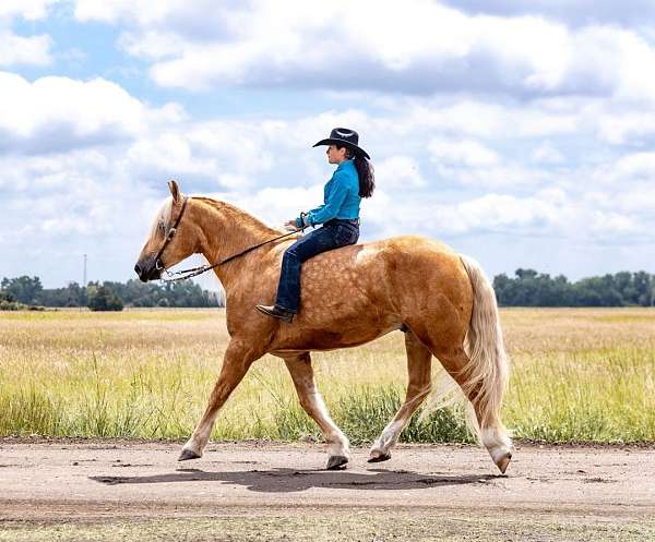 kid-safe-quarter-horse