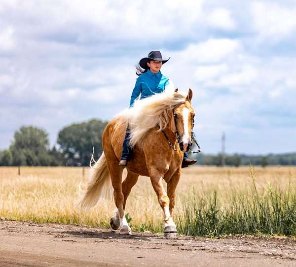 ranch-quarter-horse