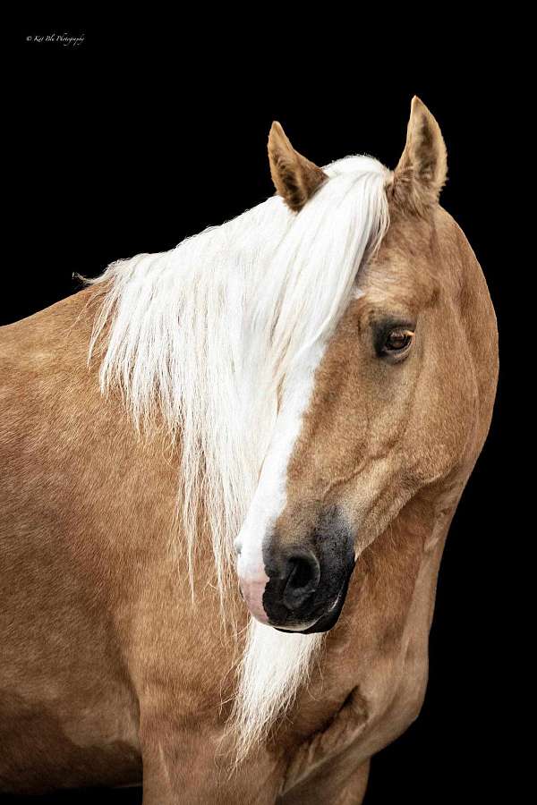 reining-quarter-horse