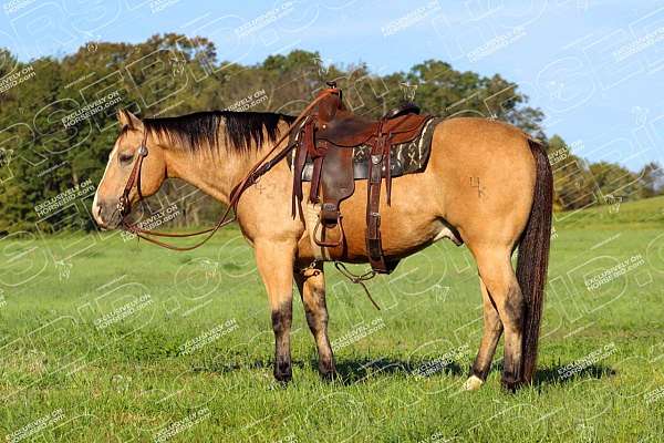 athletic-quarter-horse