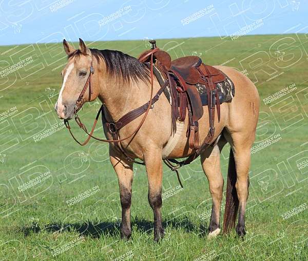 beginner-quarter-horse